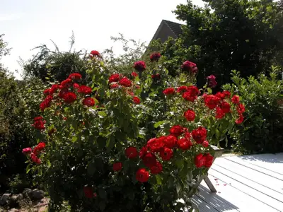 Ferienwohnung für 2 Personen (55 m²) in Heiligenhafen 9/10