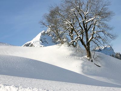 Ahorn mit Künzelspitze