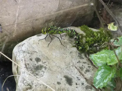 Libelle bei der Eiablage