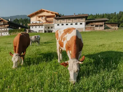 hattlerhof-hausansicht-mit-kuh-02