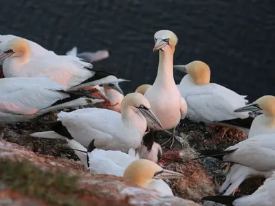 Ferienwohnung für 5 Personen (70 m²) in Helgoland 6/10