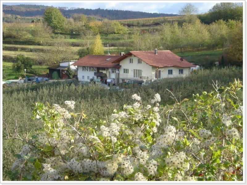 Blick zum Hof im Frühling