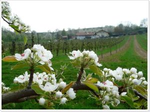 1074310-Ferienwohnung-6-Herbolzheim-300x225-4