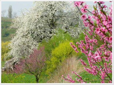 Blütenpracht im Frühling