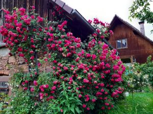 19048092-Ferienwohnung-5-Herbolzheim-300x225-5