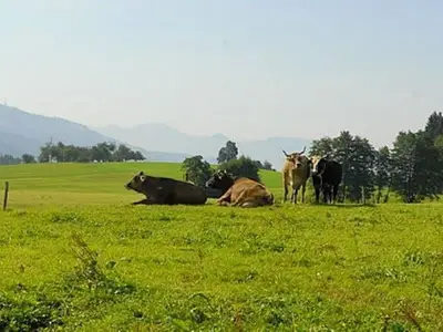 Ferienwohnung für 4 Personen (50 m²) in Lindau 3/10
