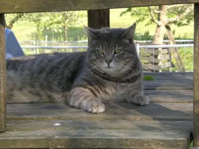 Ferienwohnung für 4 Personen (50 m²) in Lindau 5/10