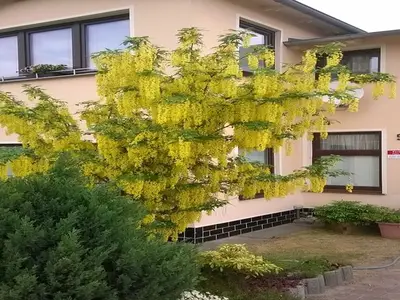 Ferienwohnung für 3 Personen (60 m²) in Heringsdorf (Seebad) 2/10