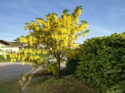 Ferienwohnung für 3 Personen (60 m²) in Heringsdorf (Seebad) 3/10