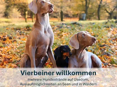 Ferienwohnung für 2 Personen (28 m²) in Heringsdorf (Seebad) 5/10