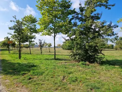 Ferienwohnung für 3 Personen (41 m²) in Heringsdorf (Seebad) 4/10