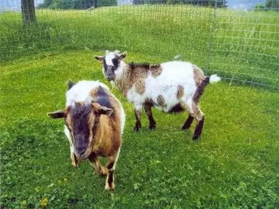 Ziegen