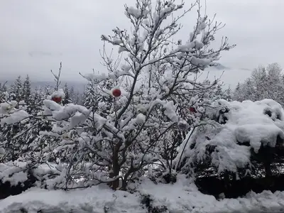 Ferienwohnung für 4 Personen (70 m²) in Hermagor-Pressegger See 6/10