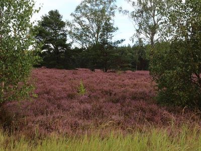 Heide in der Blüte