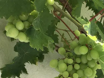 Garagenwein am Markt