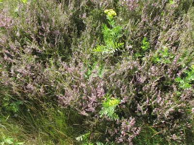 Heideblüte