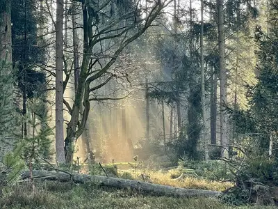Wald in der Nähe