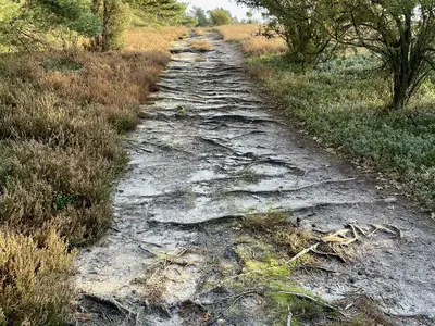 Waldweg in der Nähe