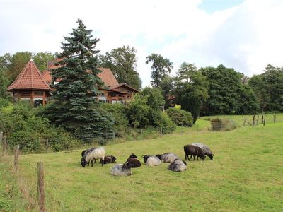 Unsere Heidschnucken