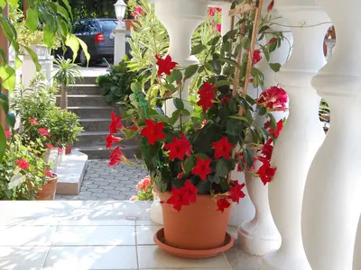 Ferienwohnung für 2 Personen (34 m²) in Hévíz 7/10