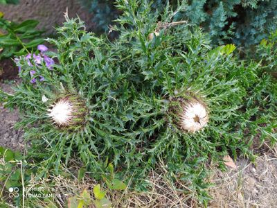 Silberdistel -  Wahrzeichen der Rhön