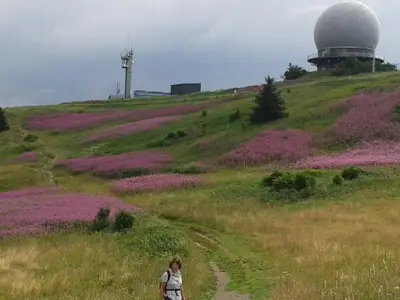 Wasserkuppe mit blühendem Weidenröschen