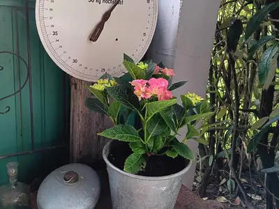 Dekoliebe rund ums Haus