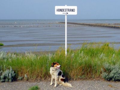 Hundestrand