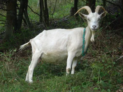 Ferienwohnung für 8 Personen (95 m²) in Hiltpoltstein 8/10