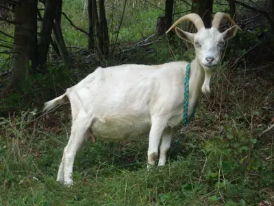 Ferienwohnung für 6 Personen (75 m²) in Hiltpoltstein 3/10