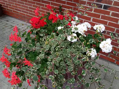 Blumen