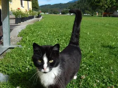 Ferienwohnung für 5 Personen (70 m²) in Hinterstoder 8/10