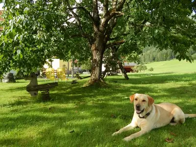 Ferienwohnung für 5 Personen (70 m²) in Hinterstoder 10/10