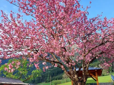 Ferienwohnung für 6 Personen (95 m²) in Hinterstoder 2/10
