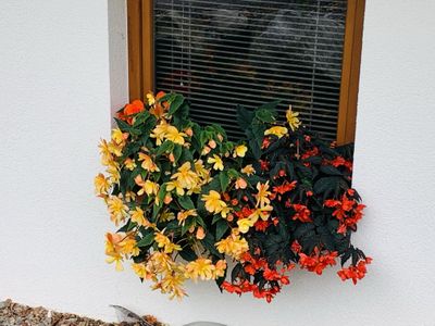 Sommerblumen auf der Erlenbruck