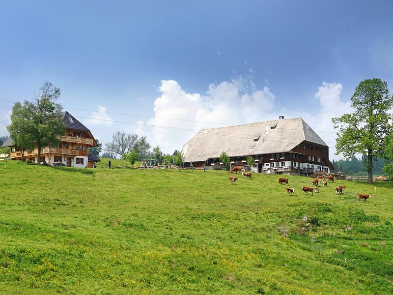 19004024-Ferienwohnung-7-Hinterzarten-800x600-1