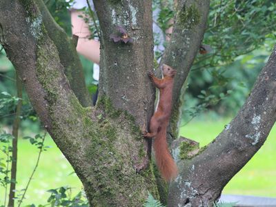 Eichhörnchen im Garten