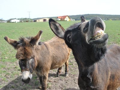 Ferienwohnung für 2 Personen (110 m²) in Hofheim in Unterfranken 2/10