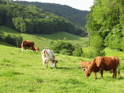 Unsere Mutterkühe.