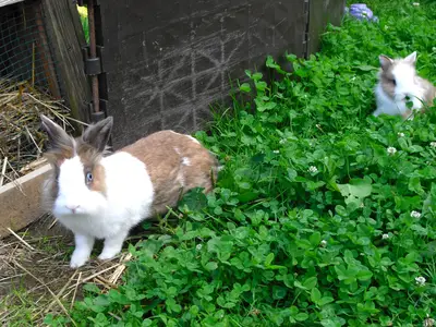 GardenSummer