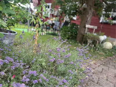 Garten