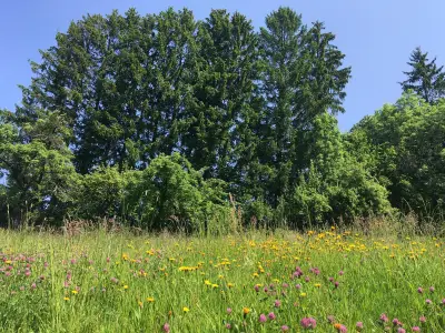 Spielwiese