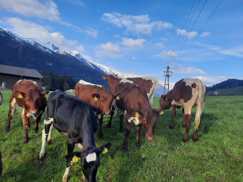 864525-Ferienwohnung-4-Hollersbach im Pinzgau-800x600-2