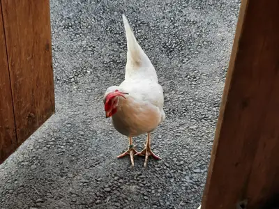 Huhn