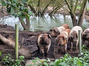 24042914-Ferienwohnung-4-Holm-300x225-1