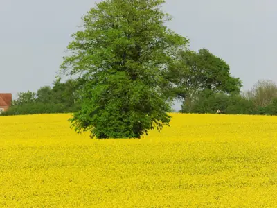Landschaft im Frühling