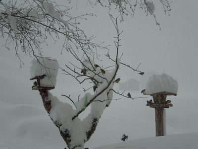 Vogelfütterung