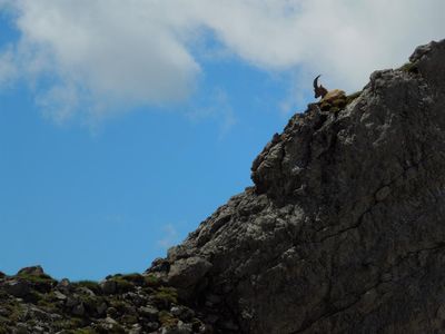 Steinbock