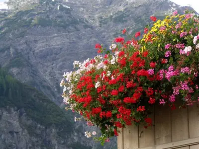 Balkonblumen