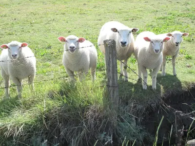 Lämmer am Deich